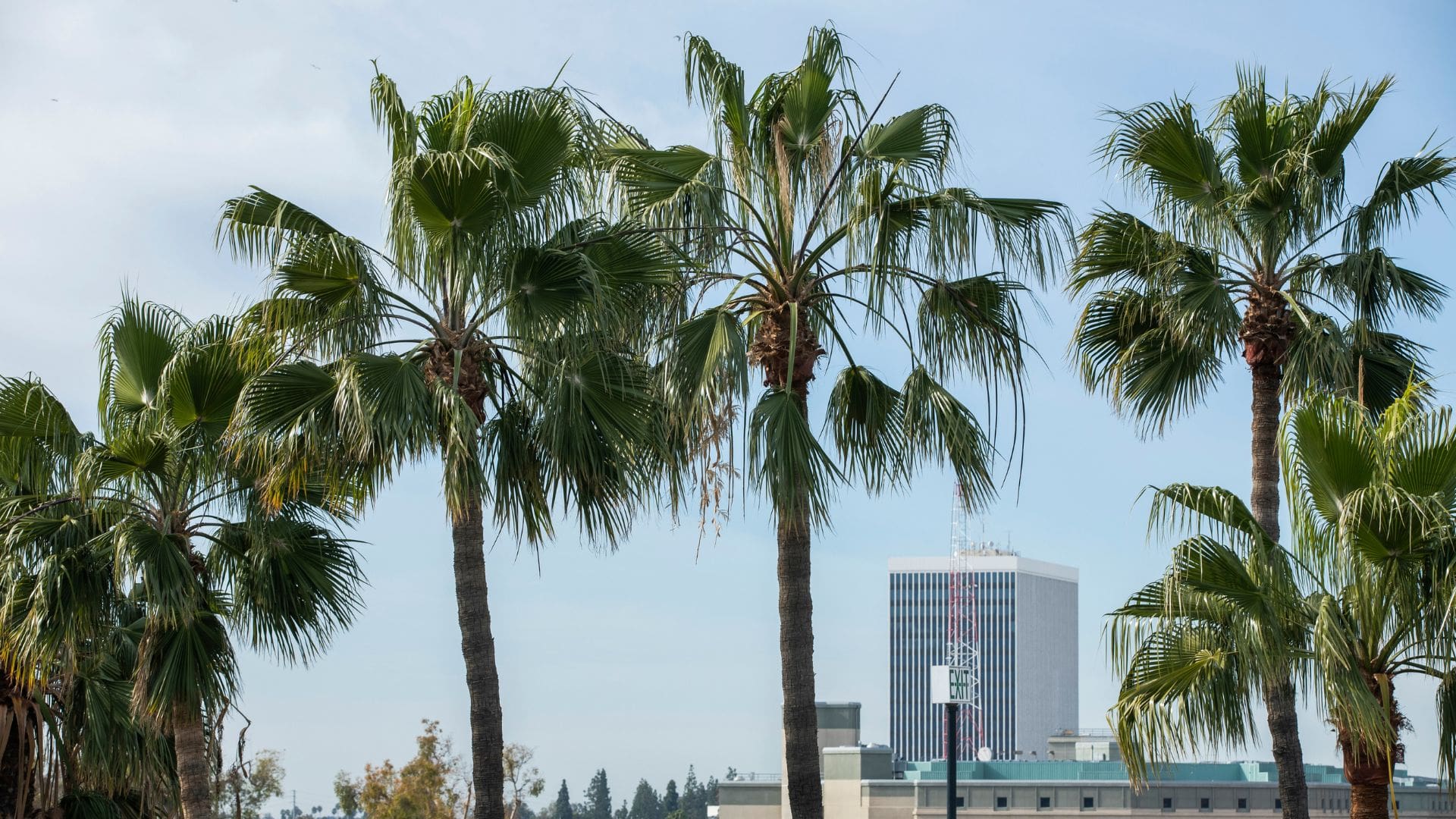 orange california palm trees