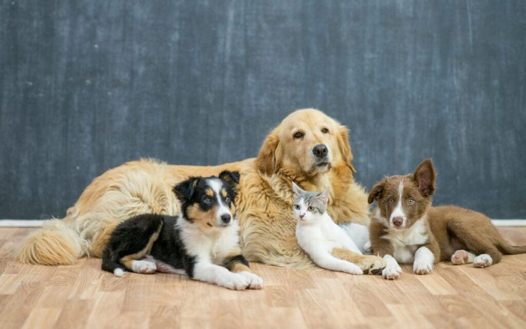 pets sitting together on floor looking surprised